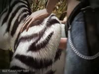 Zoophilia lover man banging a zebra in its ass